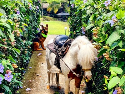 Ingreso Pasadía Full - Granja Extrema Villeta - Villeta, Cundinamarca - image - 9