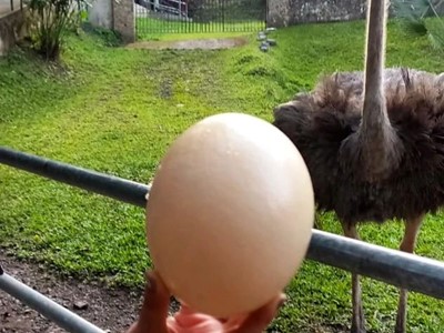 Ingreso Pasadía Básico - Granja Extrema Villeta - Villeta, Cundinamarca - image - 12