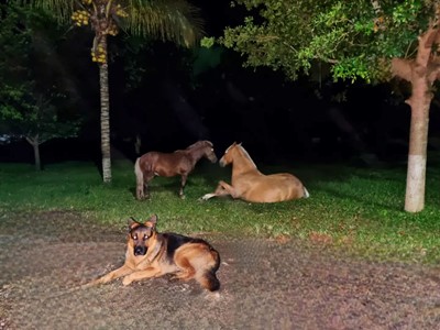 Ingreso Pasadía Full - Granja Extrema Villeta - Villeta, Cundinamarca - image - 1